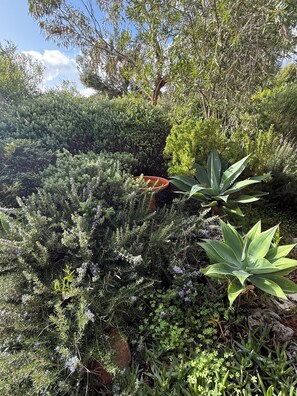 A garden with various plants and a large terracotta pot.