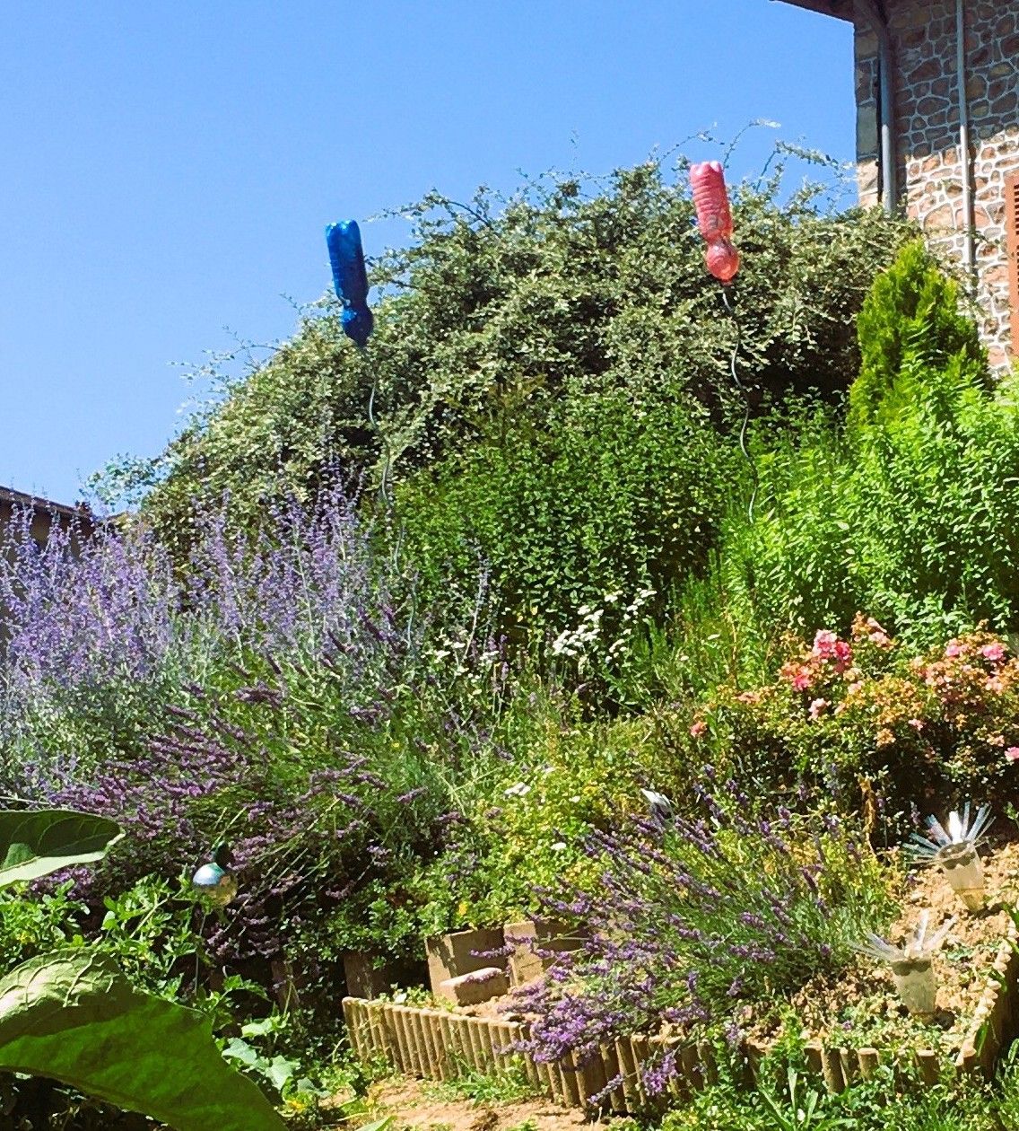 A garden with various plants and flowers, a wooden fence, and a stone wall.