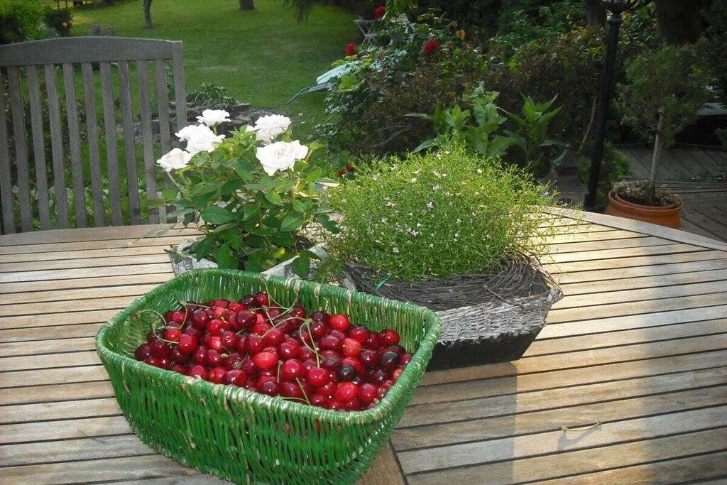 Een ronde houten tafel met een groene geweven mand vol rode kersen, een potplant met witte bloemen en een potplant met groen loof.