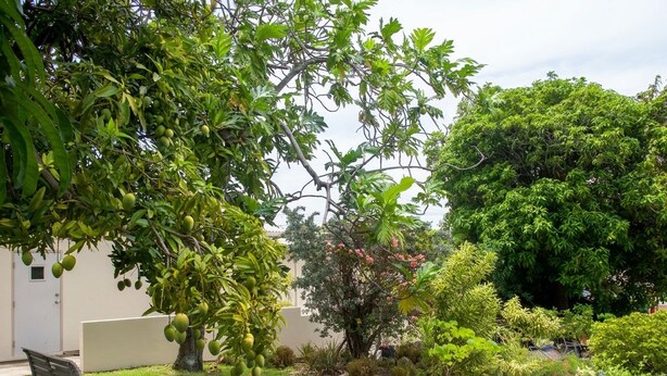 Un jardin avec un banc, un arbre aux fruits verts et une variété d’arbustes.