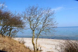 Ein Strand mit blauem Himmel und einem Baum im Vordergrund.