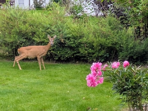 A deer in a grassy area with dense shrubbery and pink flowers. - Holiday home with 2 bedrooms (Brodersby)