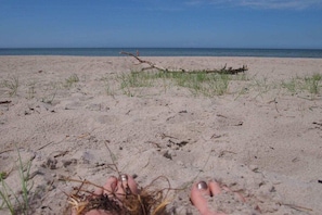 A beach with a clear sky, a sandy shore, and a fallen tree in the distance. - Boddenhus "Crane Rest" (Born am Darss)