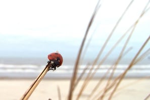 A ladybug on a stick with a beach and ocean in the background. - Holiday apartment in Norderney with Wi-Fi (Norderney)