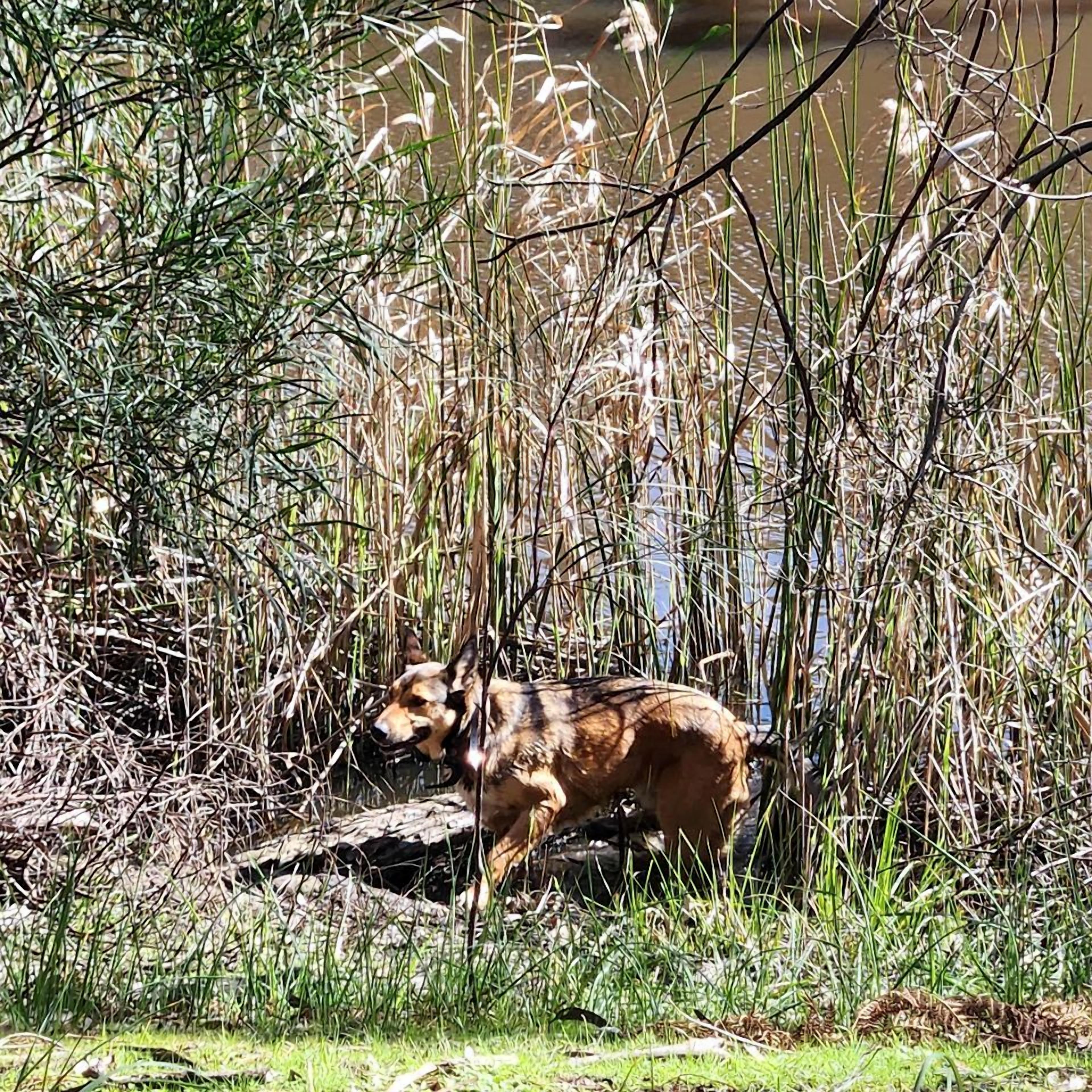 A dog in a natural setting with dense vegetation and a rock.