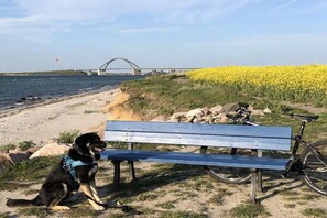 A bench by a river with a dog sitting beside it, a bicycle, and a field of yellow flowers in the background. - Strandhaus Treibgut new in 2015 (Großenbrode)
