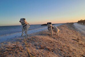 Zwei Hunde an einem Strand bei blauem Himmel.