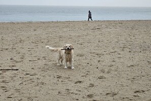 Ein Hund an einem sandigen Strand mit Fußspuren und einer Person in der Ferne.