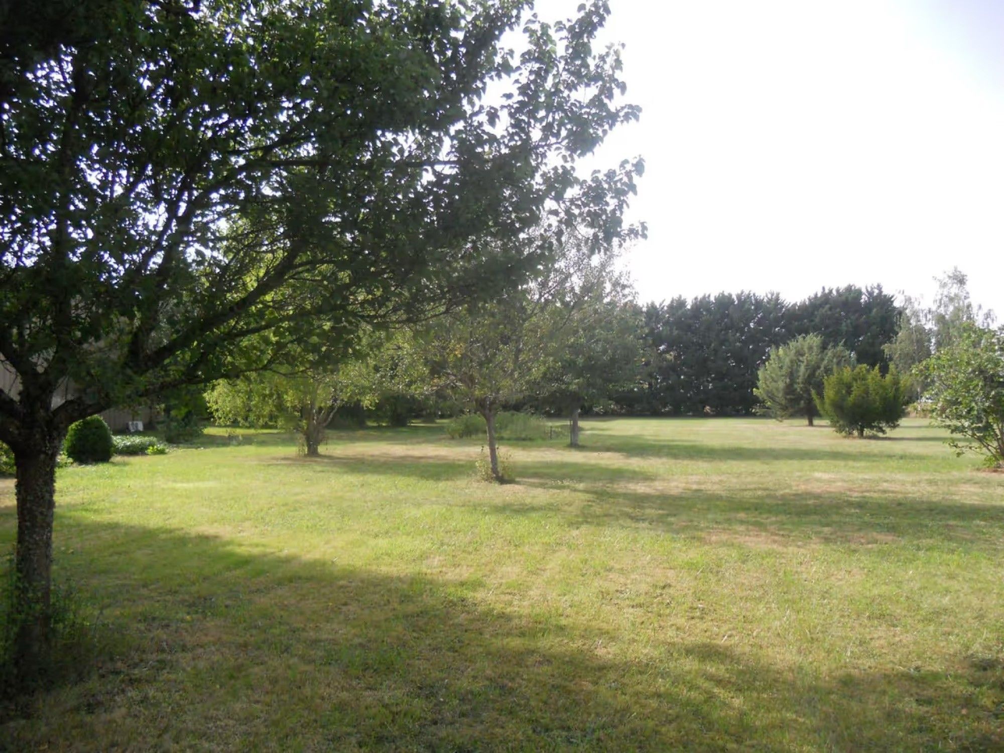 A grassy field with trees and a clear sky.
