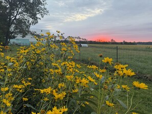 Un campo de flores amarillas con un granero y una valla de fondo.