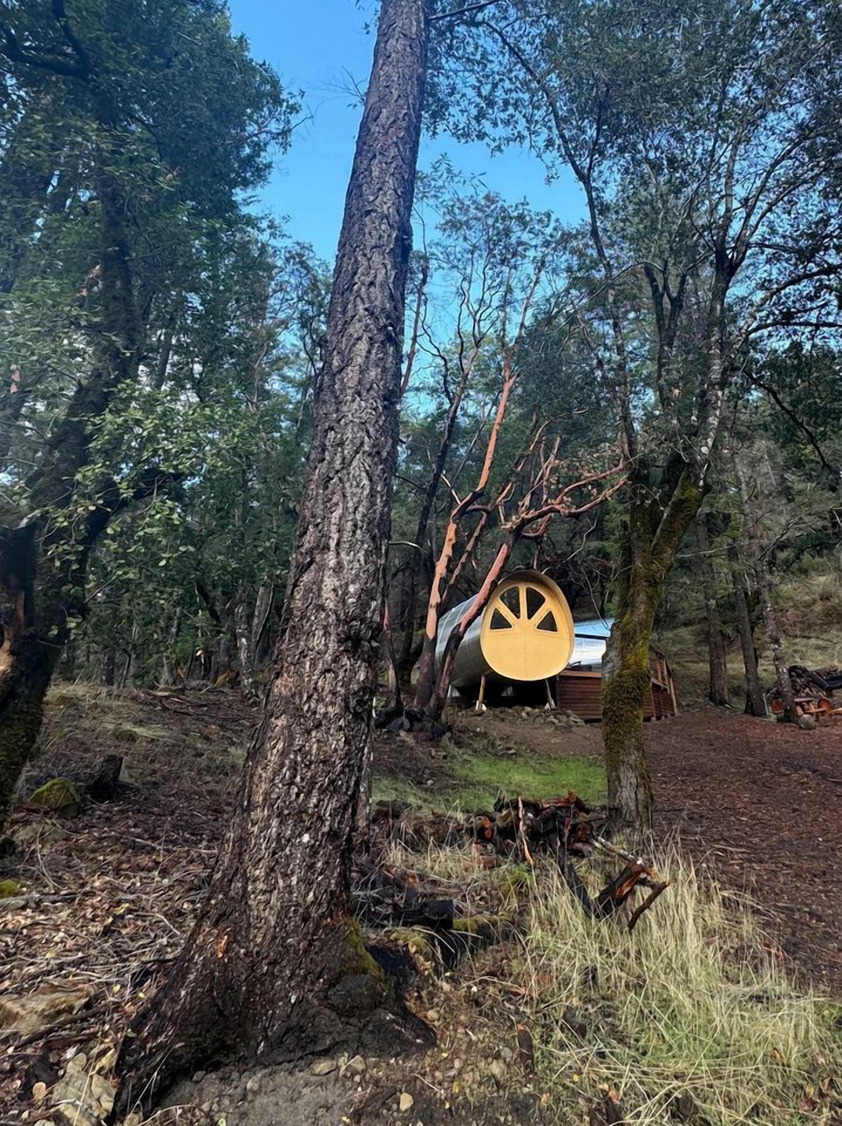 A forested area with a large tree trunk in the foreground and a cylindrical structure in the background.
