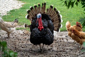 A turkey with a fan of feathers standing on a ground covered with small rocks and twigs.