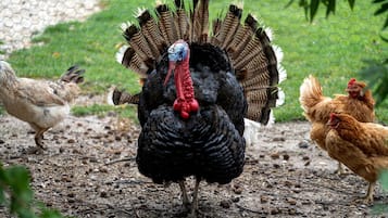 A turkey with a fan of feathers standing on a ground covered with small rocks and twigs.