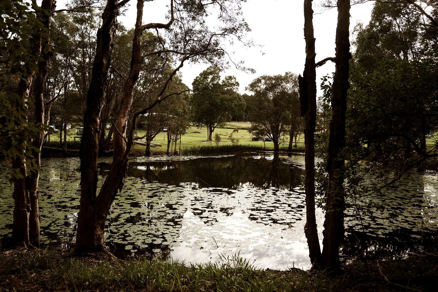 A tranquil pond surrounded by trees with a grassy area in the background.