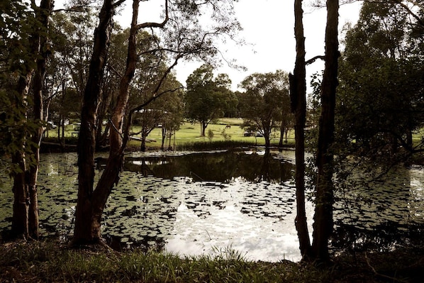 A tranquil pond surrounded by trees with a grassy area in the background.