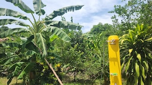 A lush garden with banana trees and a yellow structure, possibly a water feature or irrigation system. - Your ideal getaway: an apartment 5 m from Honda (Puerto Bogotá, Guaduas)