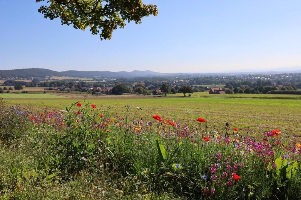 A field with various wildflowers and a distant view of a town.
