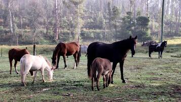Een groep paarden graast op een grasveld met bomen op de achtergrond.