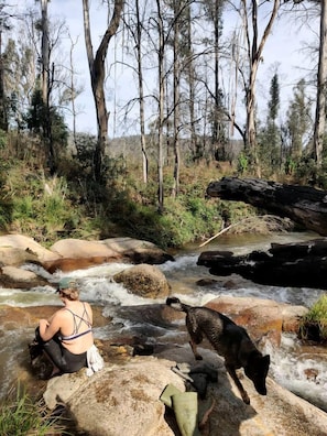 A natural outdoor setting with a stream, rocks, and trees.