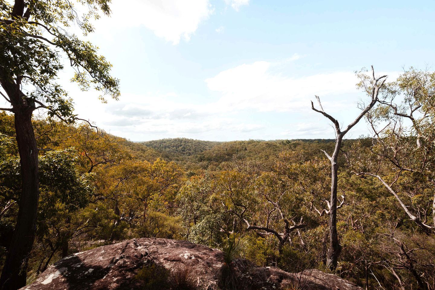 A natural landscape with a variety of trees and a rocky foreground.