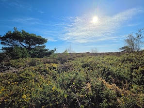 A natural landscape with a clear sky, a prominent tree, and dense shrubbery. - Lovely 3-Bedroom Caravan at Rockley Park.
Perfect for family stay. (Poole)