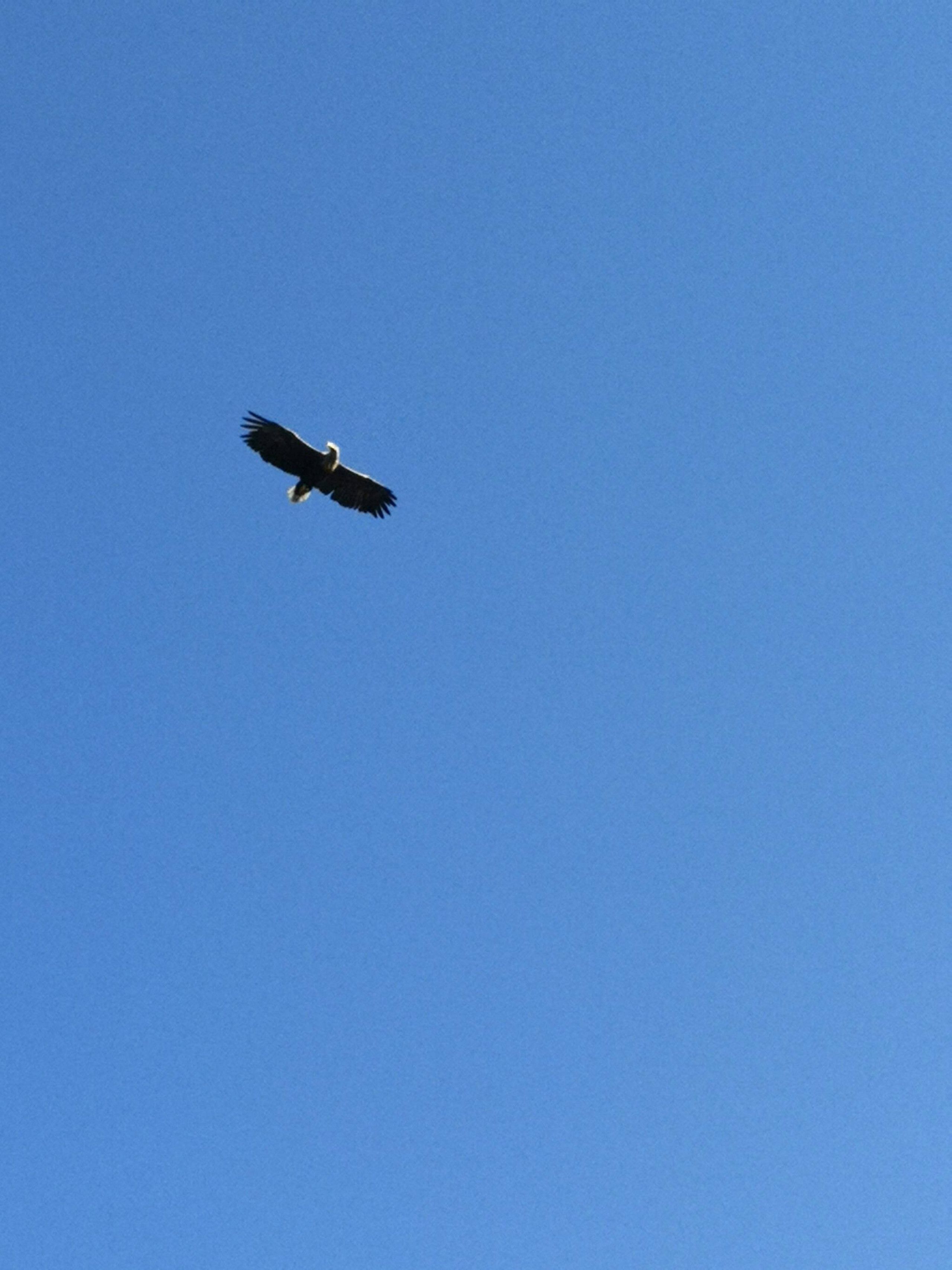 Un pájaro volando frente a un cielo azul despejado.