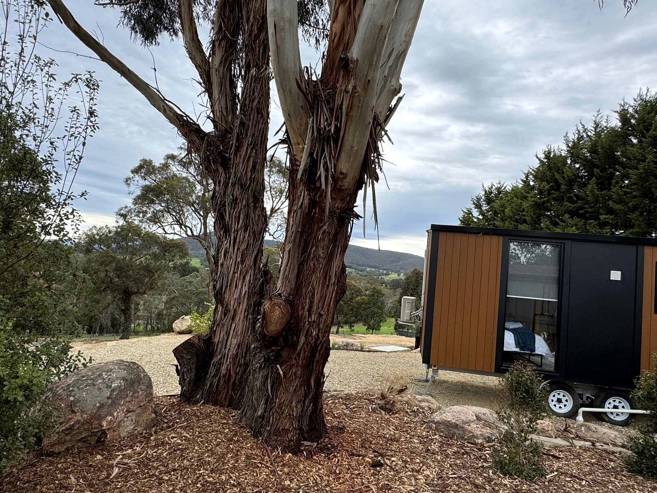 A tree with a large trunk and a small cabin with a window.