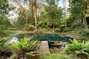 A natural pool surrounded by dense forest with a wooden dock.