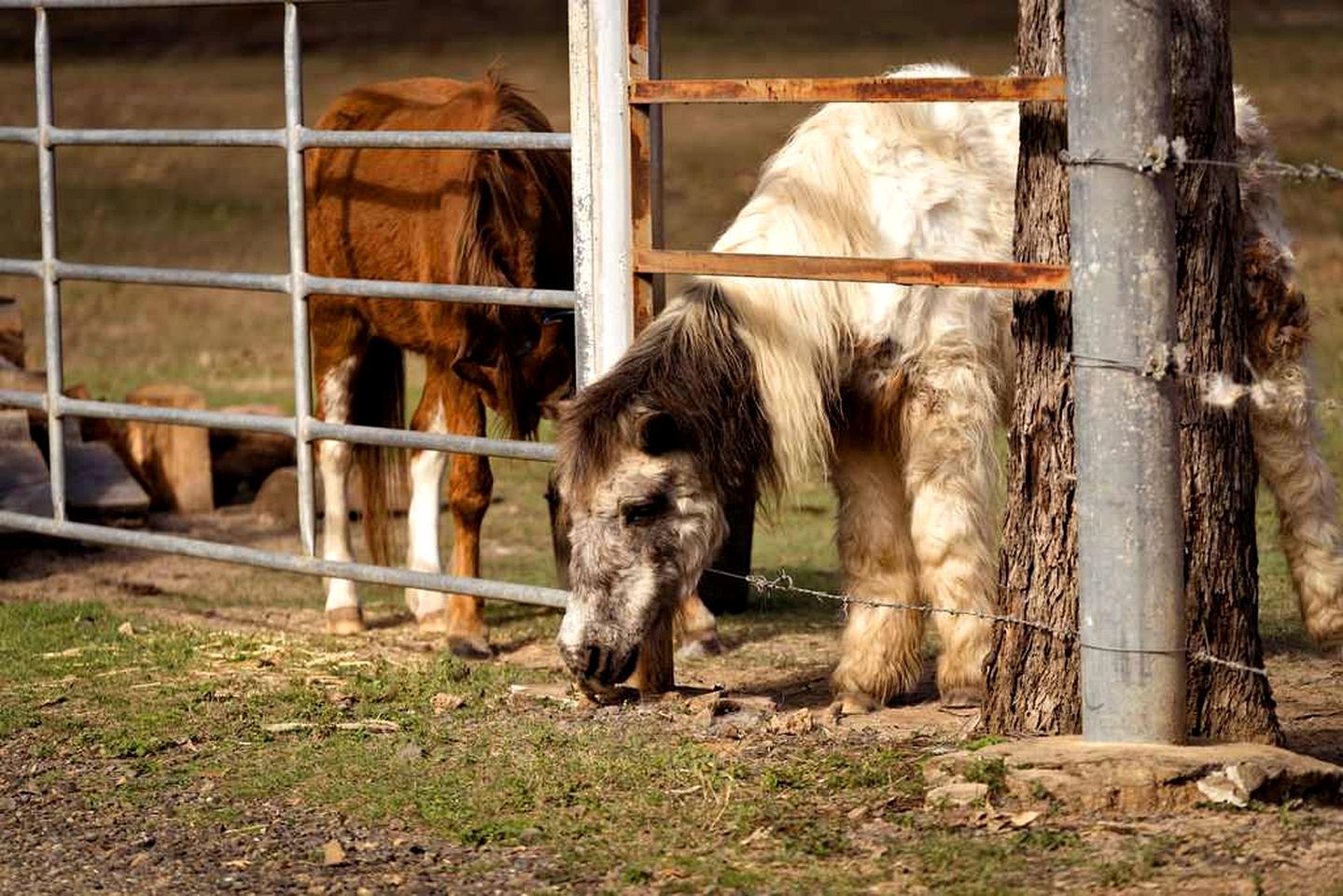 A horse enclosed by a metal fence with a wooden post.