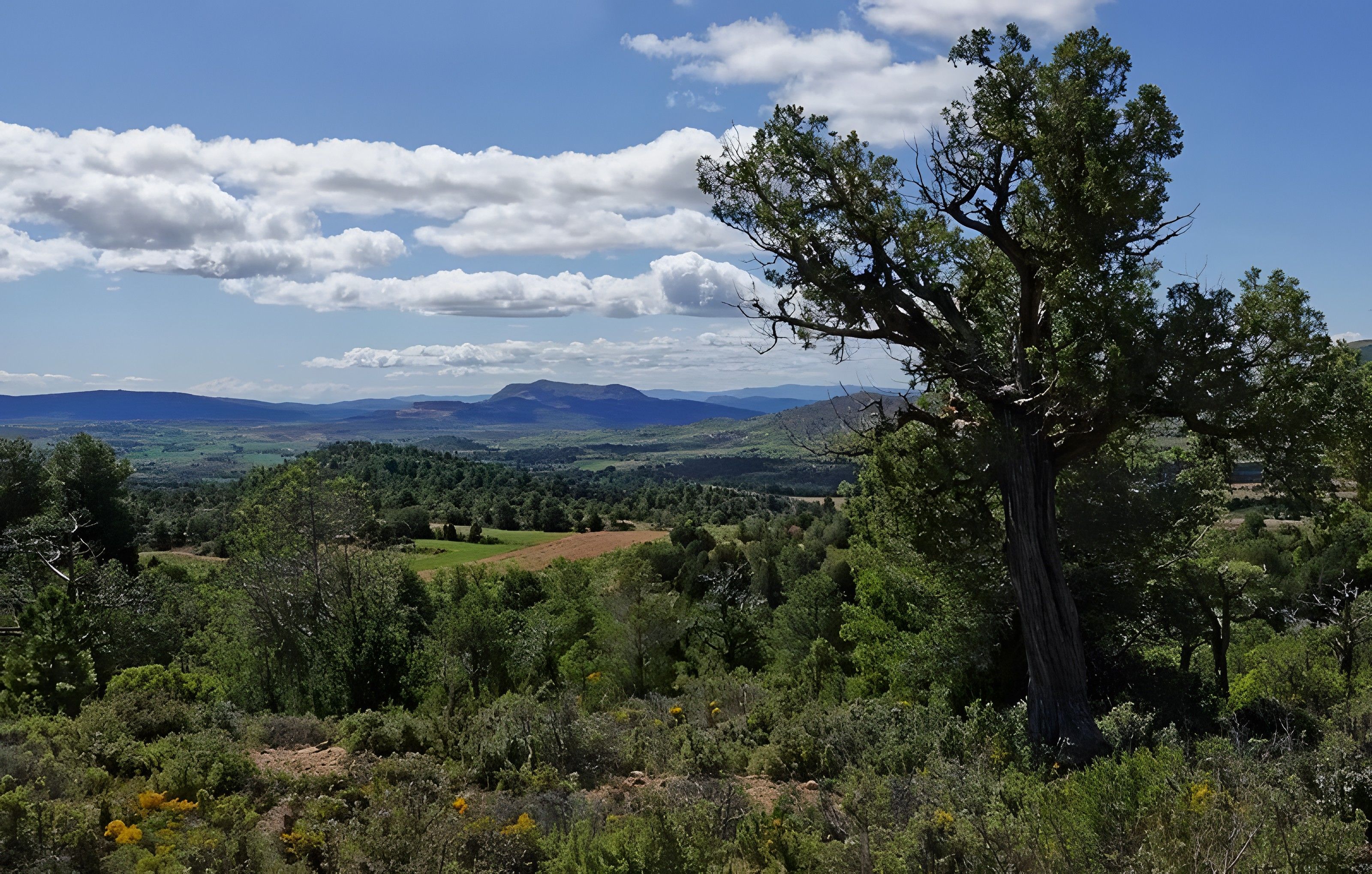 Eine Landschaft mit einem markanten Baum im Vordergrund, sanften Hügeln und fernen Bergen unter einem teilweise bewölkten Himmel.
