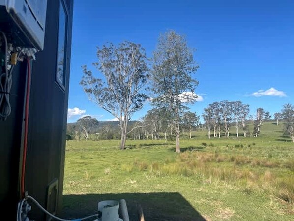A grassy field with trees and a clear sky.