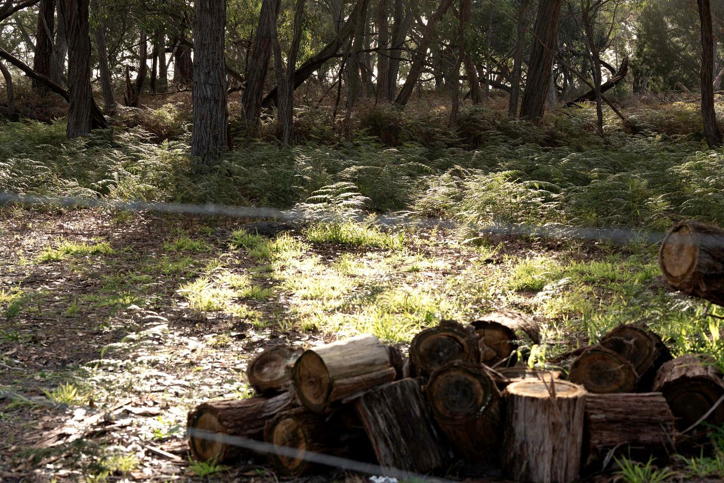 Un área boscosa con una pila de troncos cortados y un sendero.