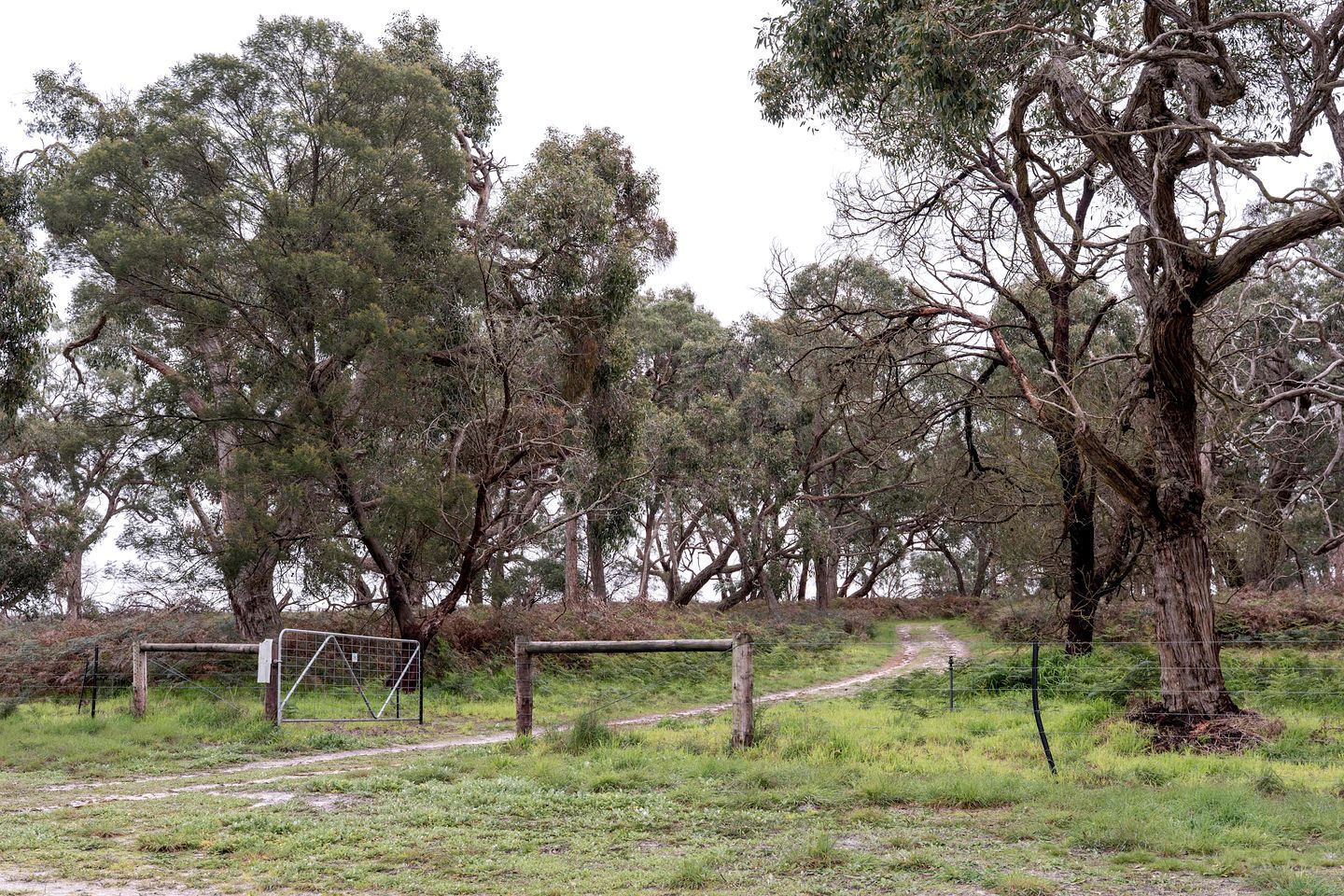 A natural landscape with trees, a dirt path, and a metal gate.