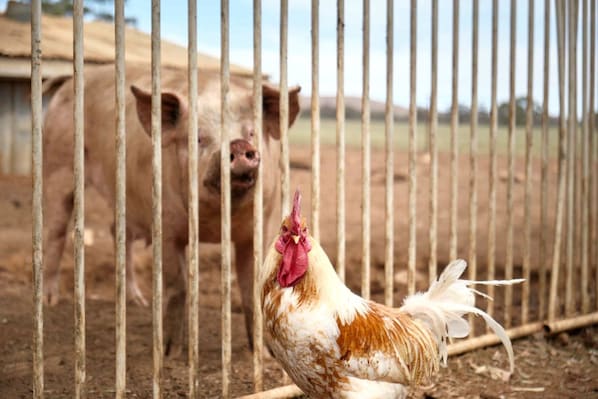 A chicken and a pig in a fenced enclosure.