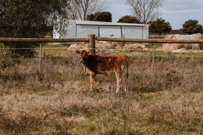 A cow standing in a field with a fence and a building in the background.