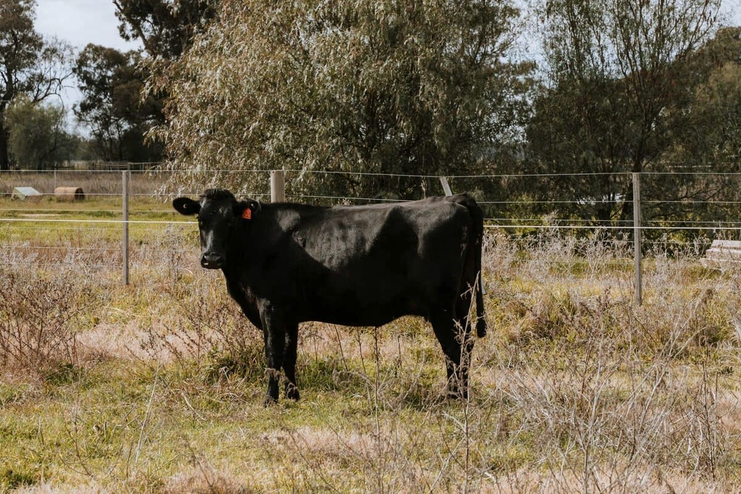 Eine schwarze Kuh steht auf einer eingezäunten Wiese mit trockenem Gras und Bäumen im Hintergrund.