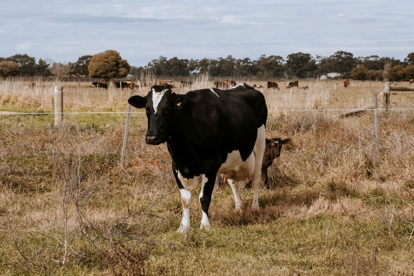 Una vaca de blanco y negro en un campo con una cerca al fondo.