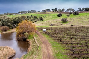 A vineyard with rows of grapevines, a dirt path, and a small building.