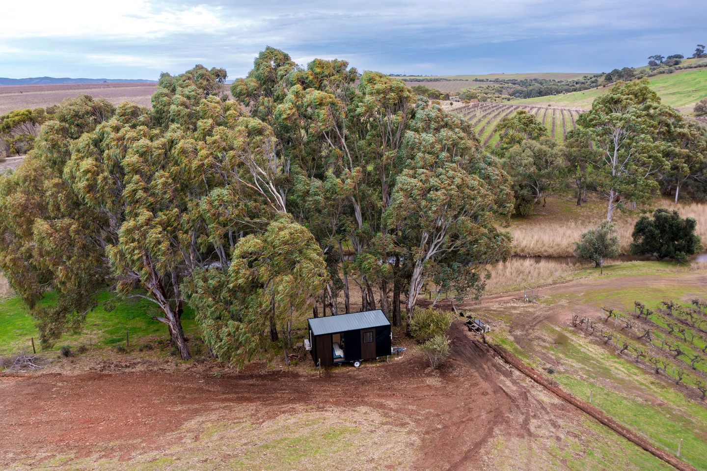 A rural landscape with a small building surrounded by eucalyptus trees.