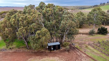 A rural landscape with a small building surrounded by eucalyptus trees.