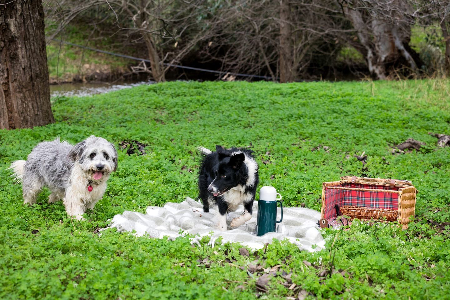 Two dogs on a grassy area with a picnic setup including a blanket, mug, and basket.