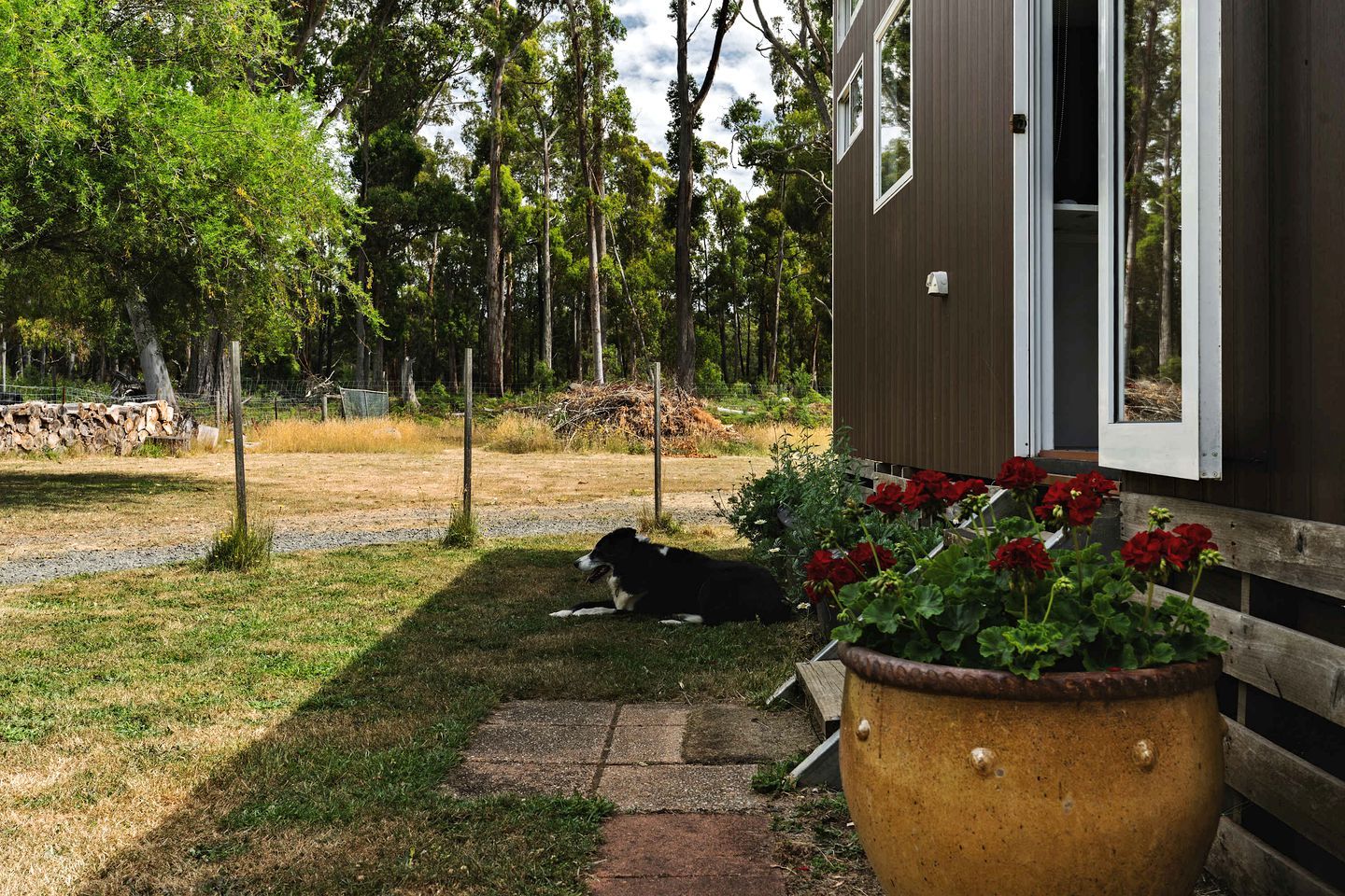 Ein Haus mit einem Hund, der im Gras liegt, einem Holzzaun und einem großen Pflanzgefäß mit roten Blumen.