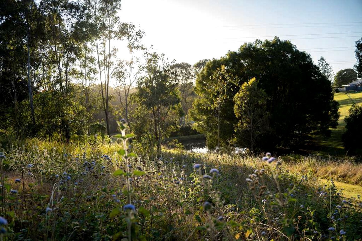 A natural landscape with trees, a body of water, and a grassy area.