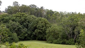 Un campo cubierto de hierba con árboles densos al fondo.