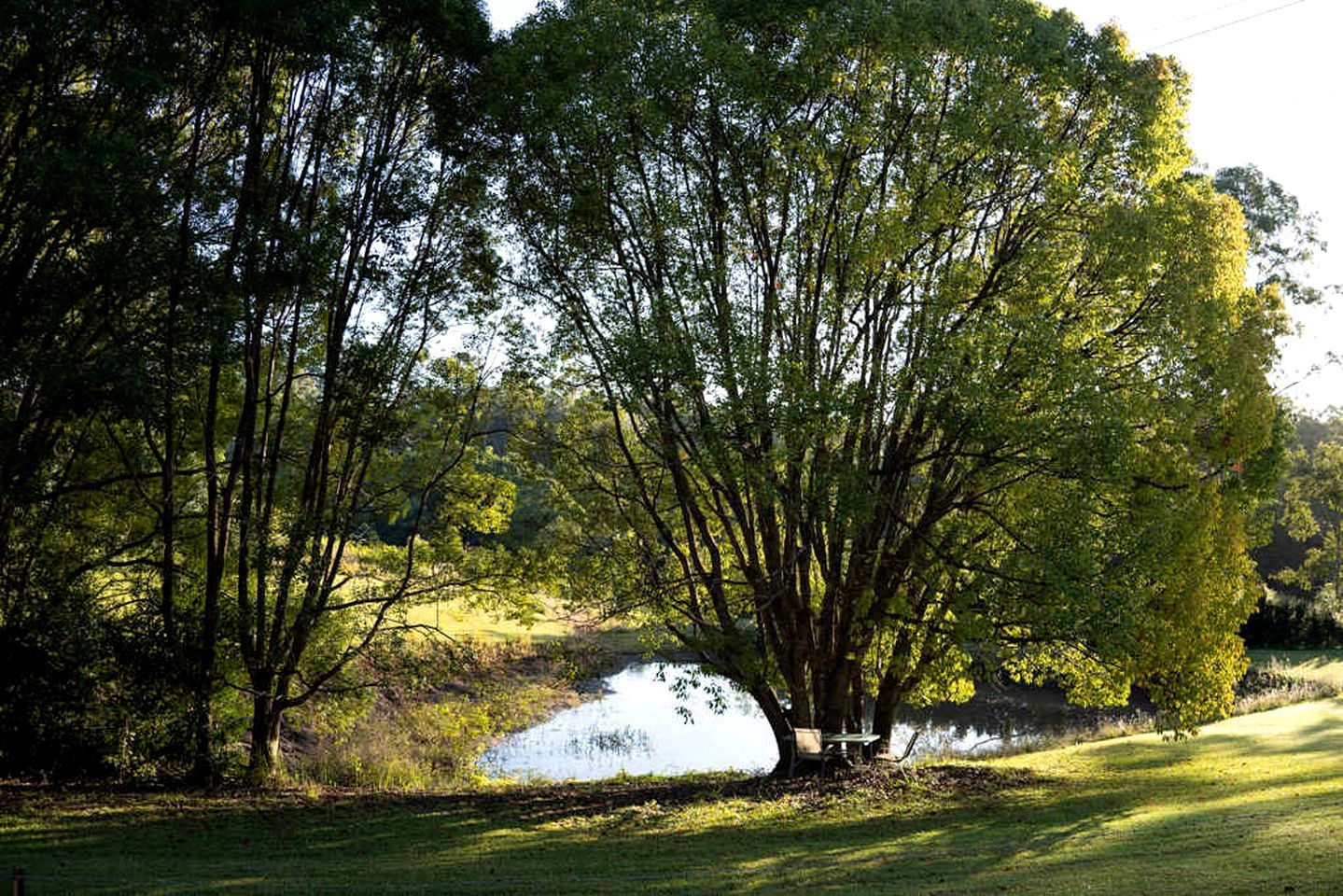 Un cadre paisible au bord du lac, avec des arbres et une petite table près de l’eau.