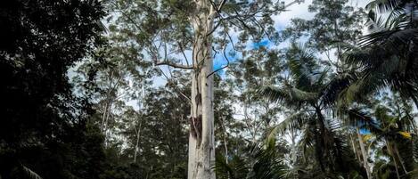 Un grand arbre entouré d’un feuillage dense.