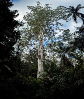 A tall tree surrounded by dense foliage.