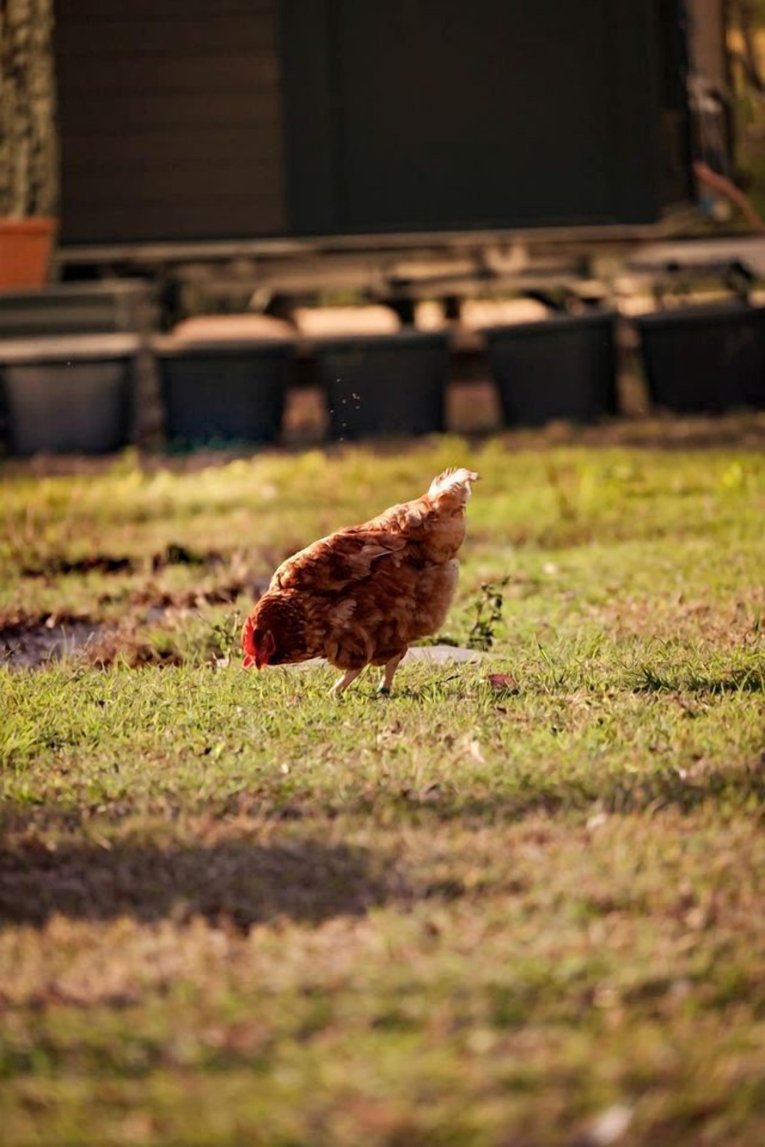A chicken in a grassy outdoor area with a building in the background.