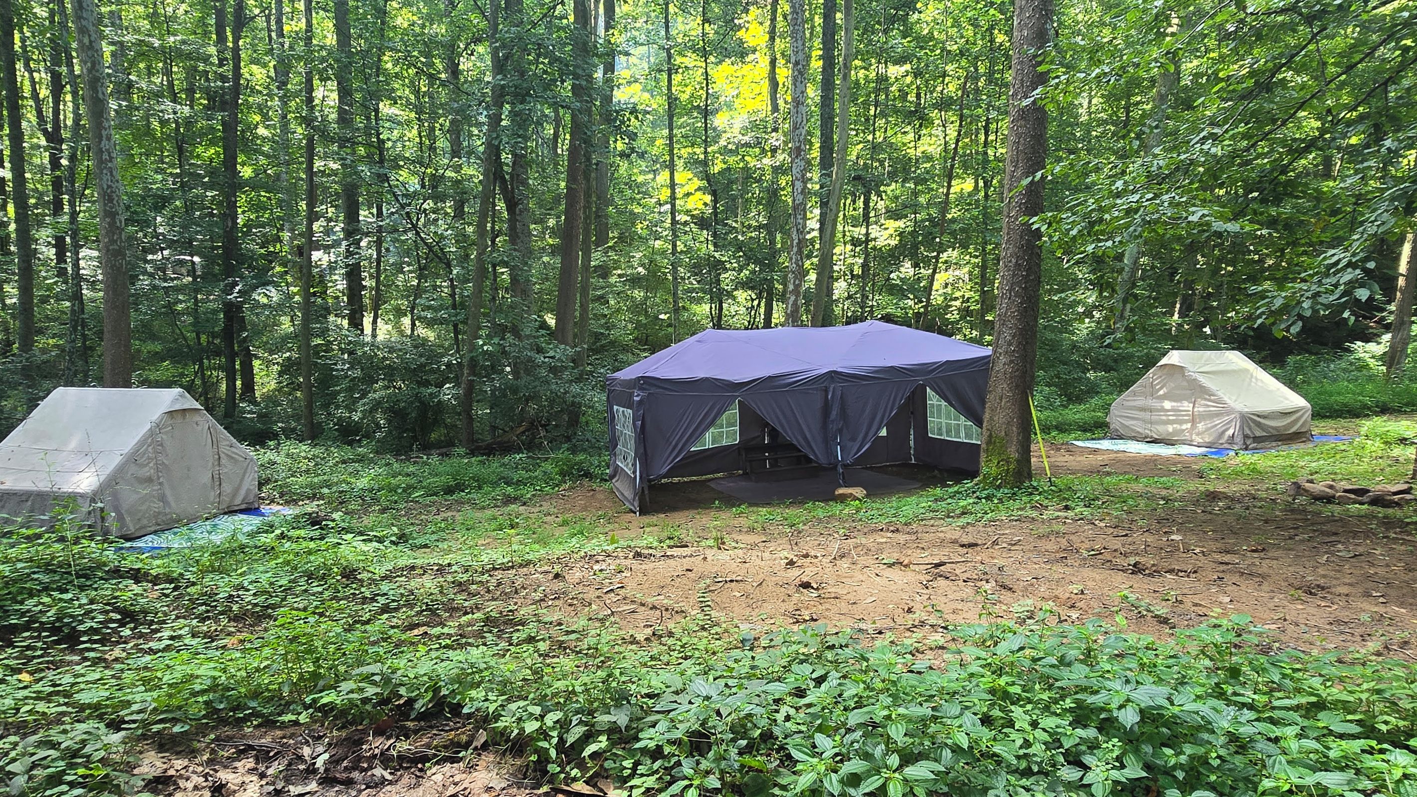 A forest with two tents, one with a blue tarp and another with a beige tarp, surrounded by greenery.