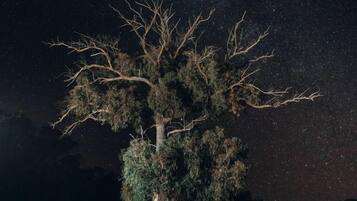 A night scene with a starry sky, a tree, and camping equipment.